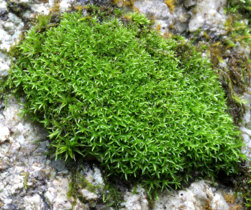 Hymenostylium recurvirostrum